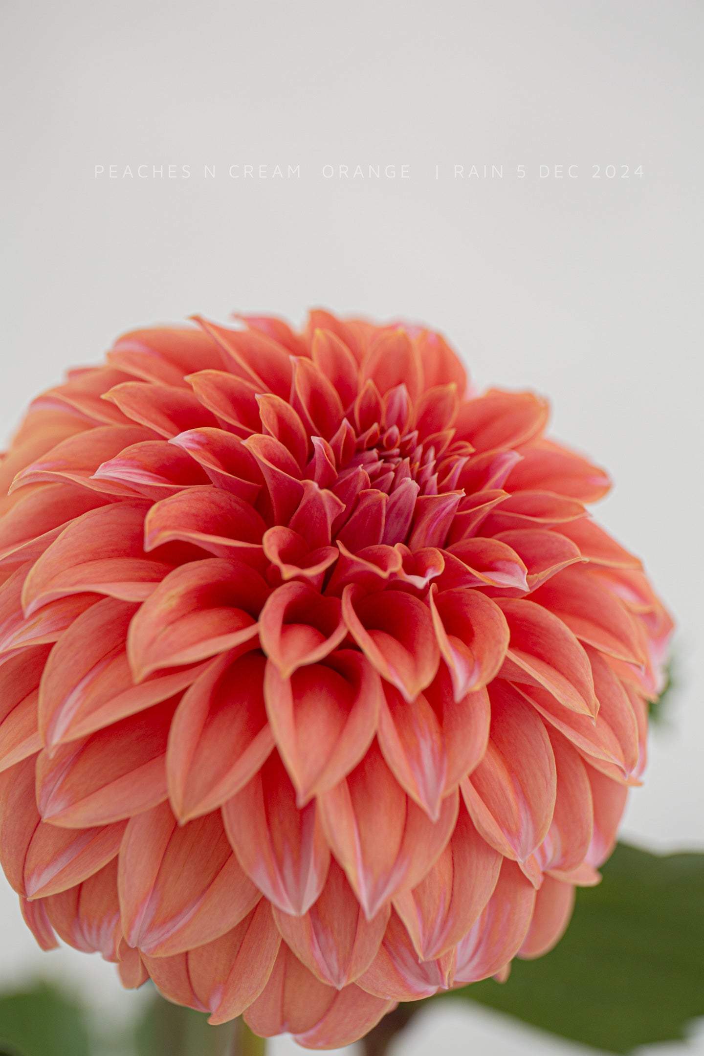 Peaches n Cream Orange