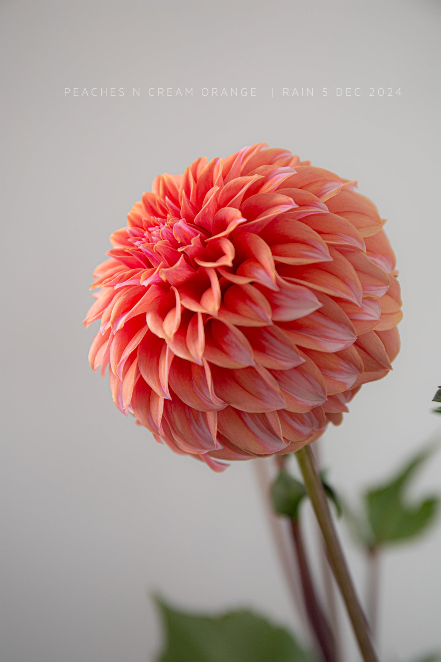 Peaches n Cream Orange