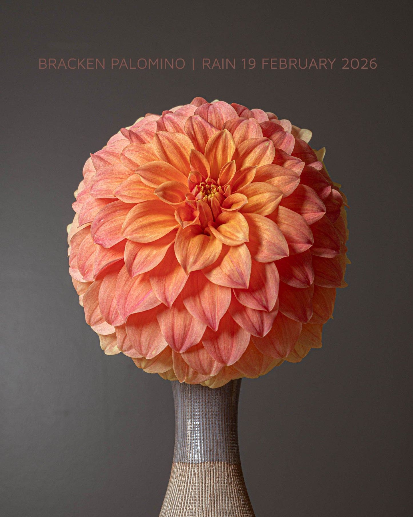 Bracken Palomino