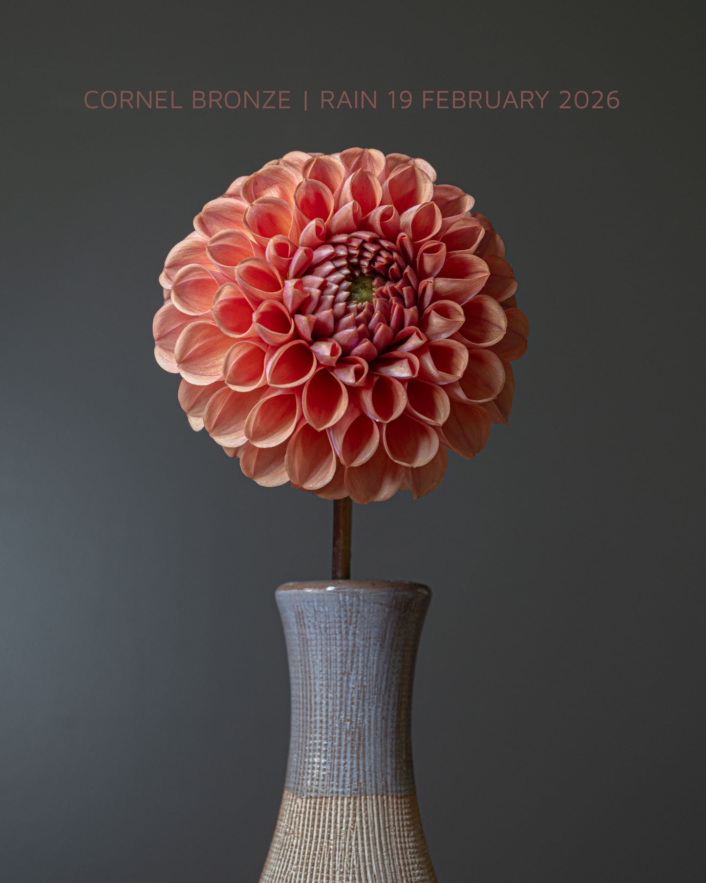 CORNEL BRONZE