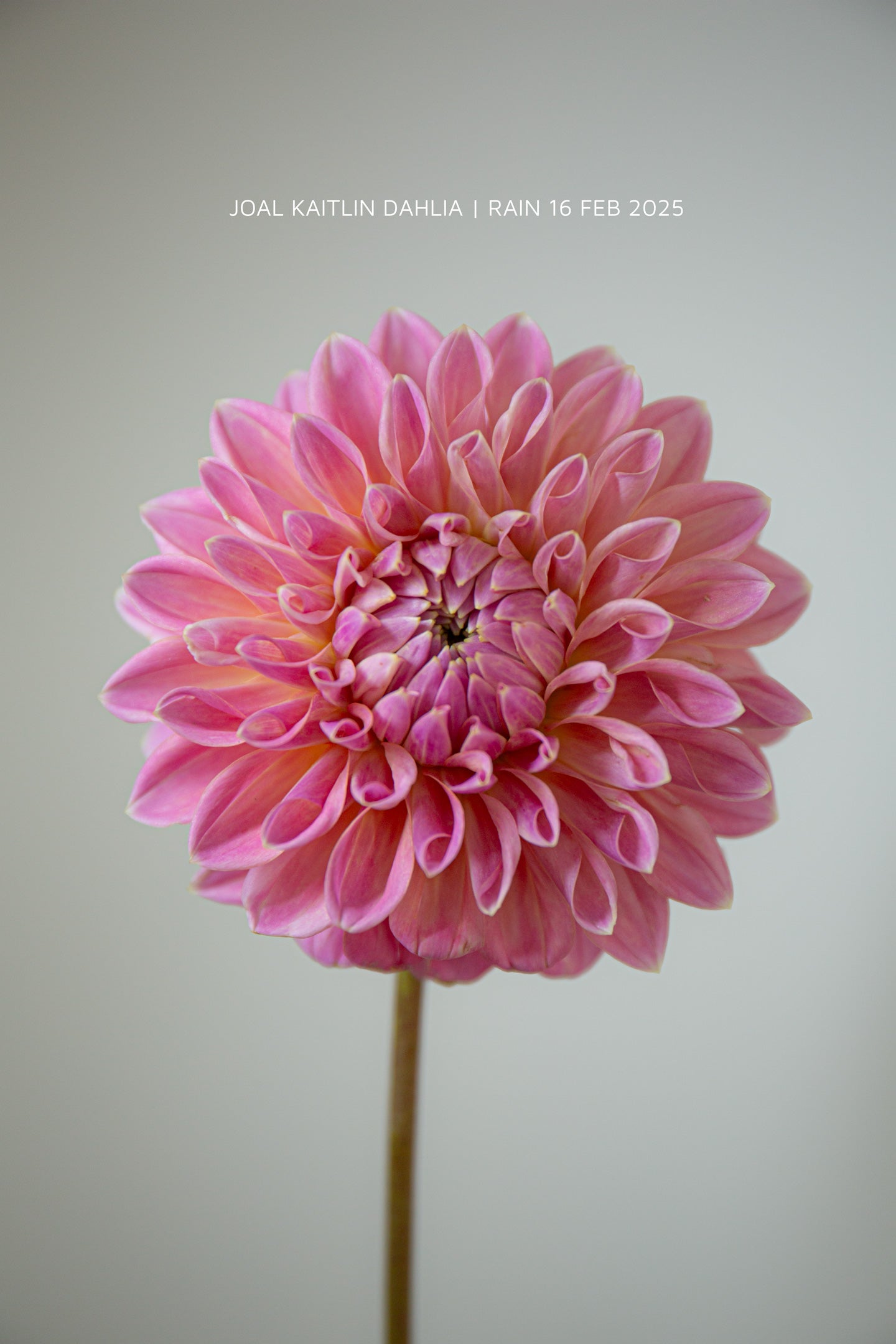 Dahlia