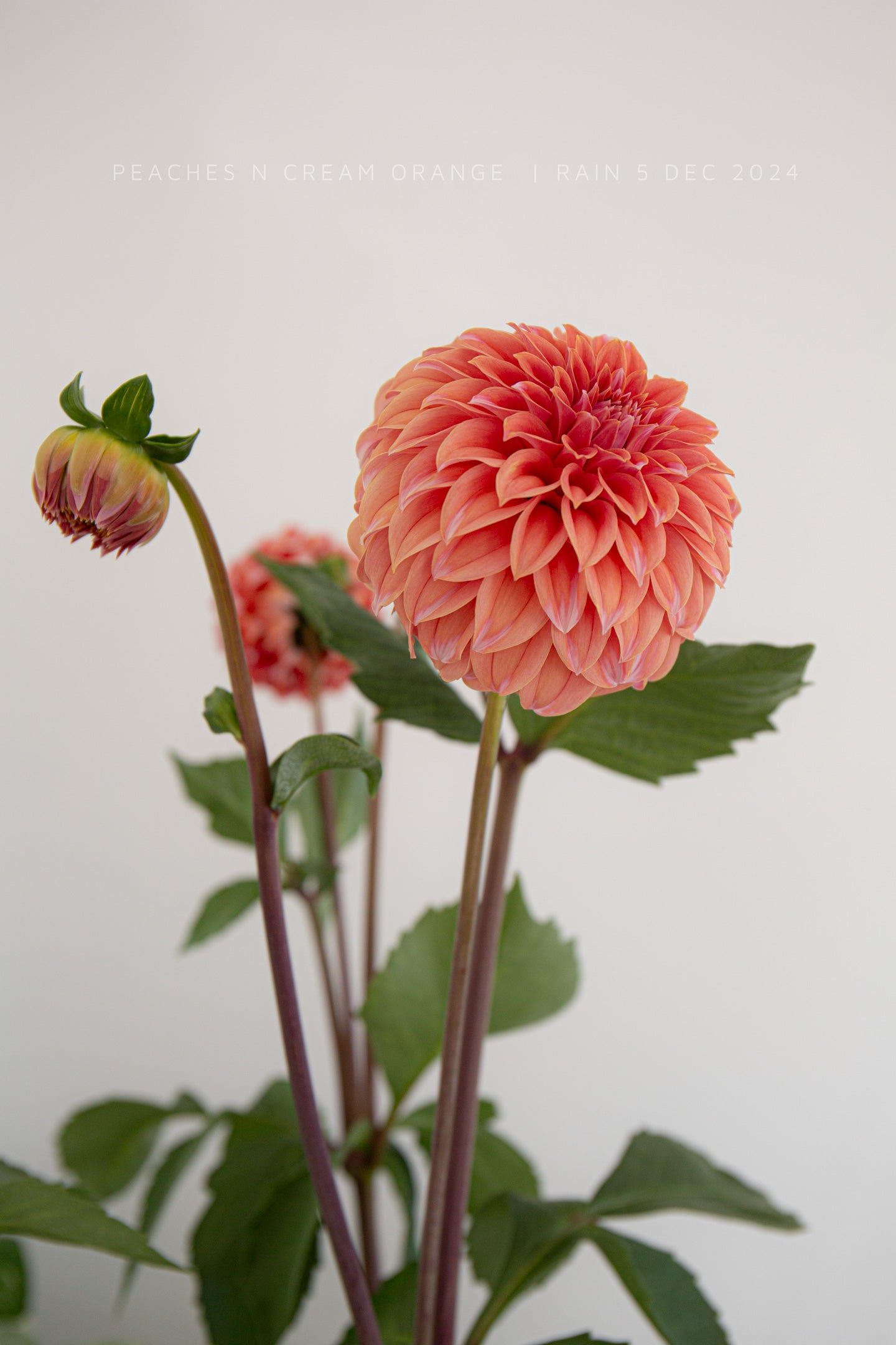 Peaches n Cream Orange