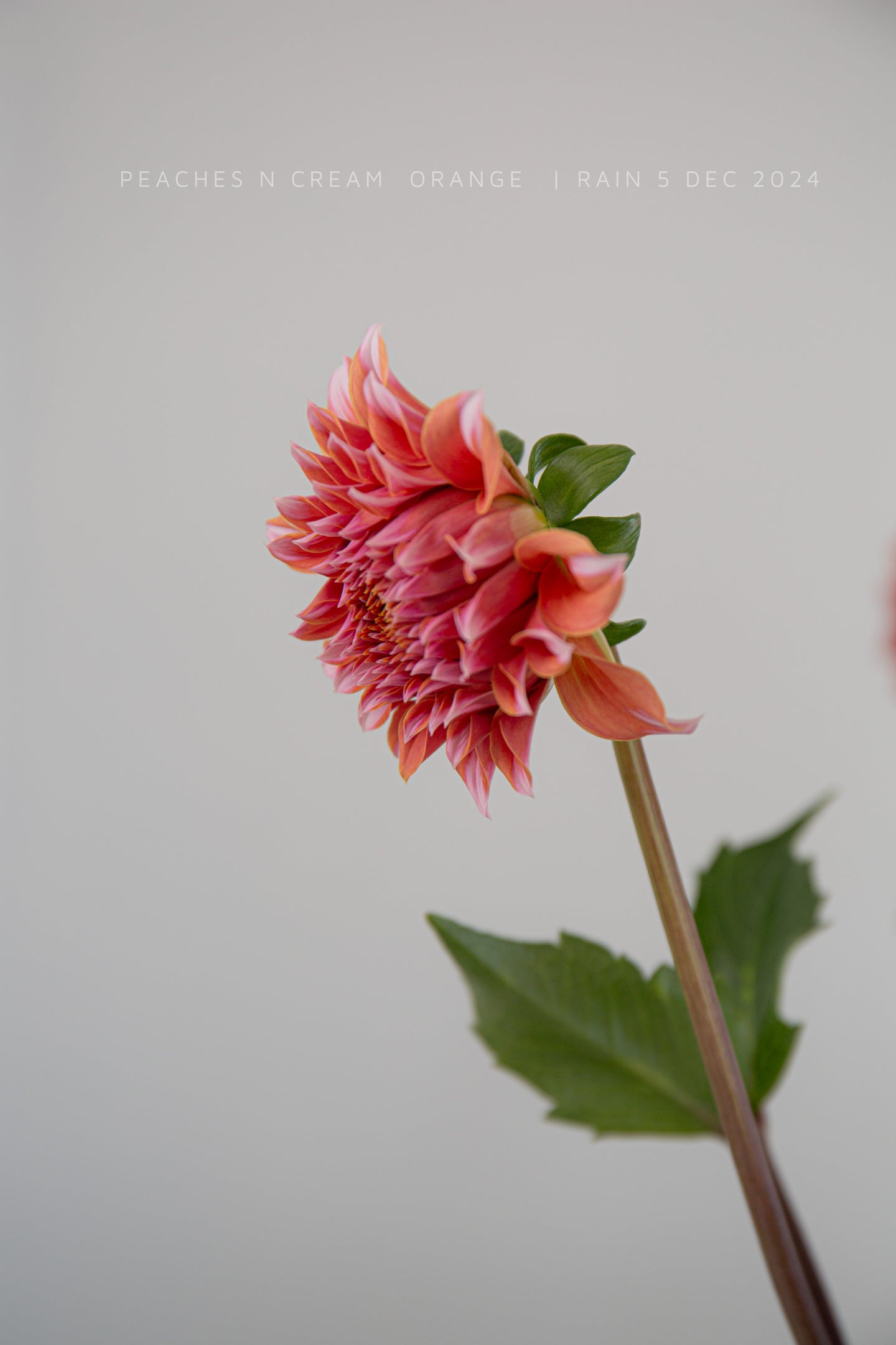 Peaches n Cream Orange