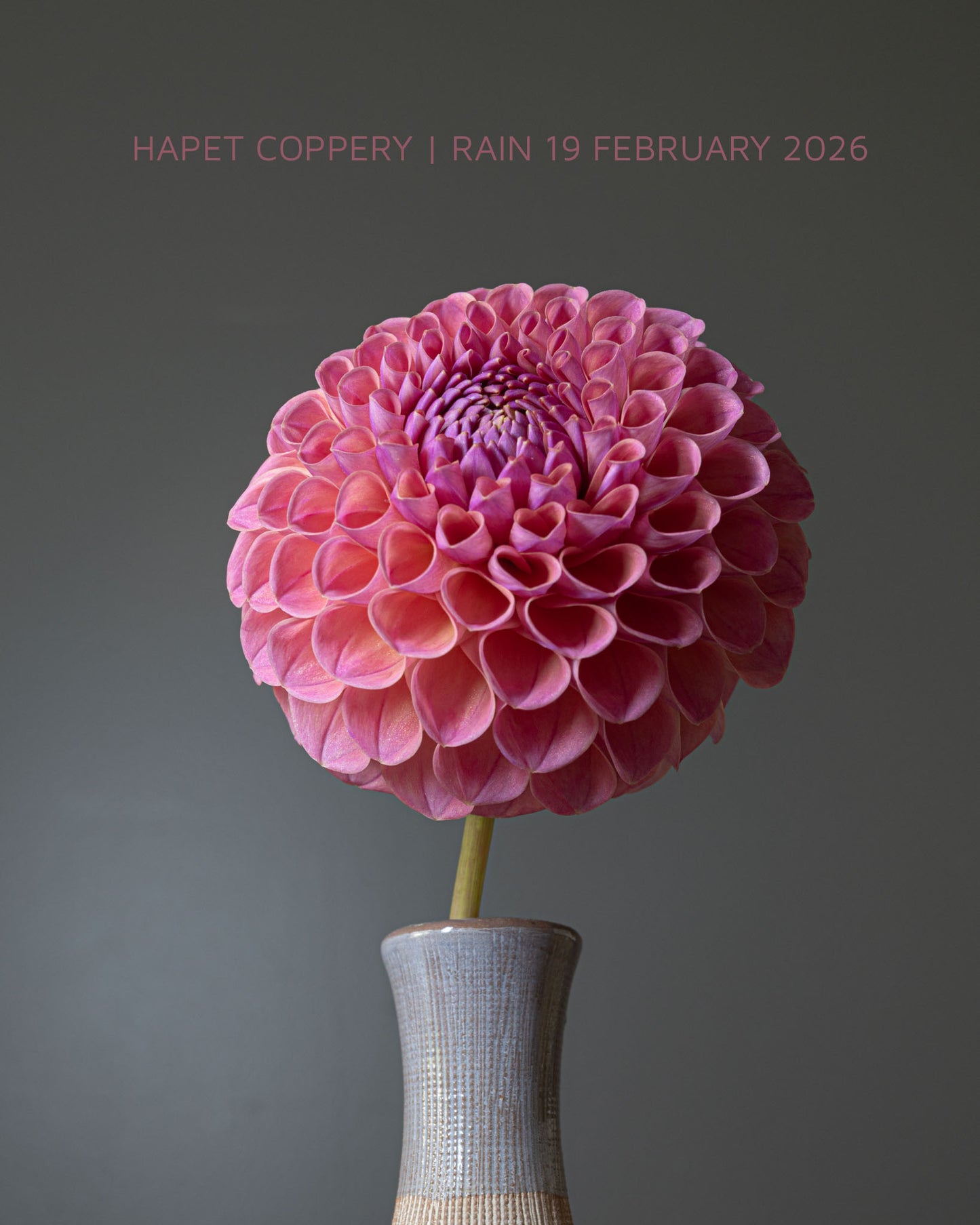 Hapet Coppery